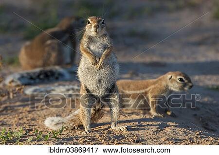 "Cape Ground Squirrel (Xerus inauris), Kgalagadi Transfrontier Park, Northern Cape, South Africa, Africa" View Large Photo Image Stock Photo - "Cape Ground Squirrel (Xerus inauris), Kgalagadi Transfrontier Park, Northern Cape, South Africa, Africa". Fotosearch