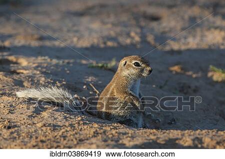 "Cape Ground Squirrel (Xerus inauris), Kgalagadi Transfrontier Park, Northern Cape, South Africa, Africa" View Large Photo Image Stock Photo - "Cape Ground Squirrel (Xerus inauris), Kgalagadi Transfrontier Park, Northern Cape, South Africa, Africa". Fotosearch