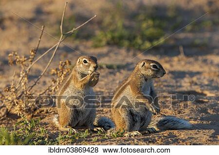 "Cape Ground Squirrel (Xerus inauris), Kgalagadi Transfrontier Park, Northern Cape, South Africa, Africa" View Large Photo Image Stock Photo - "Cape Ground Squirrel (Xerus inauris), Kgalagadi Transfrontier Park, Northern Cape, South Africa, Africa". Fotosearch