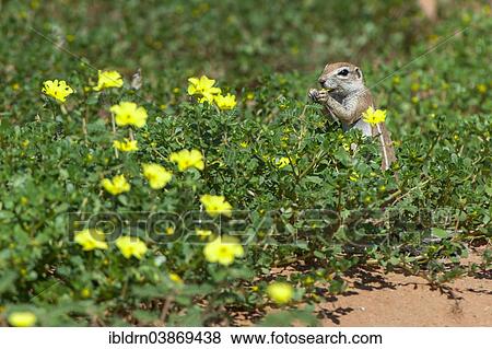 Stock Photo - "Cape Ground Squirrel (Xerus inauris), Kgalagadi Transfrontier Park, Northern Cape, South Africa, Africa". Fotosearch