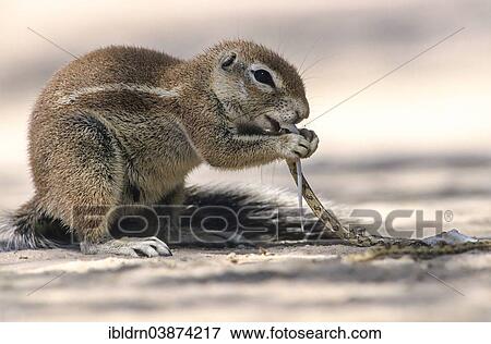 "Cape Ground Squirrel (Xerus inauris) feeding on a small snake, Kgalagadi Transfrontier Park, North Cape, South Africa, Africa" View Large Photo Image Stock Photo - "Cape Ground Squirrel (Xerus inauris) feeding on a small snake, Kgalagadi Transfrontier Park, North Cape, South Africa, Africa". Fotosearch