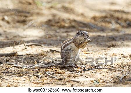 "Cape Ground Squirrel (Xerus inauris), Purros, Kaokoland, Kunene, Namibia, Africa" View Large Photo Image Stock Photo - "Cape Ground Squirrel (Xerus inauris), Purros, Kaokoland, Kunene, Namibia, Africa". Fotosearch