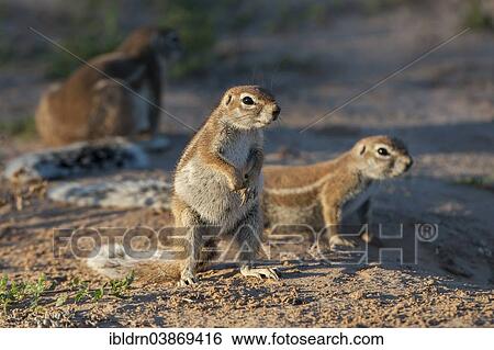Stock Photograph - "Cape Ground Squirrel (Xerus inauris), Kgalagadi Transfrontier Park, Northern Cape, South Africa, Africa". Fotosearch