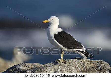 Stock Photography - "Cape Gull (Larus dominicanus vetula), Bird Island, Lambert's Bay, Western Cape, South Africa, Africa". Fotosearch