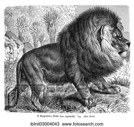 Stock Image - "Cape Lion (Felis leo capensis), illustration from Meyers Konversations-Lexikon encyclopedia, 1897". Fotosearch