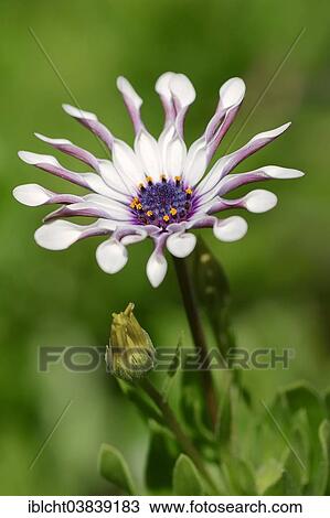 "Cape marguerite (Dimorphotheca ecklonis, Osteospermum ecklonis), blossom, native to South Africa" View Large Photo Image Stock Image - "Cape marguerite (Dimorphotheca ecklonis, Osteospermum ecklonis), blossom, native to South Africa". Fotosearch