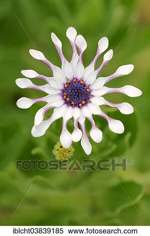 "Cape marguerite (Dimorphotheca ecklonis, Osteospermum ecklonis), blossom, native to South Africa" View Large Photo Image Stock Photography - "Cape marguerite (Dimorphotheca ecklonis, Osteospermum ecklonis), blossom, native to South Africa". Fotosearch