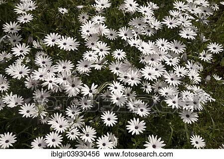 "Cape marguerite (Osteospermum ecklonis), Algarve, Portugal, Europe" View Large Photo Image Stock Photograph - "Cape marguerite (Osteospermum ecklonis), Algarve, Portugal, Europe". Fotosearch