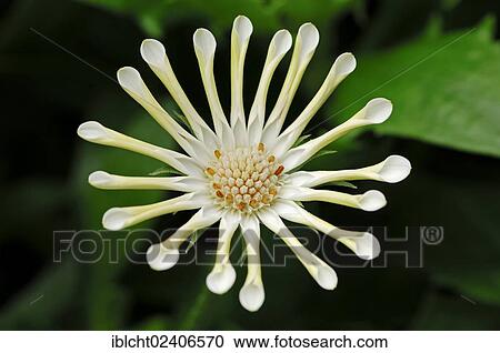 "Cape Marguerite, Van Staden's River Daisy, Sundays River Daisy or Star of the Veldt (Dimorphotheca ecklonis, Osteospermum ecklonis), ornamental plant" View Large Photo Image Stock Image - "Cape Marguerite, Van Staden's River Daisy, Sundays River Daisy or Star of the Veldt (Dimorphotheca ecklonis, Osteospermum ecklonis), ornamental plant". Fotosearch