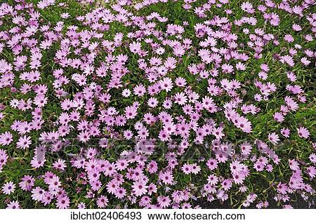 "Cape Marigold (Dimorphotheca spec., Osteospermum sp. ), garden plant, ornamental plant" View Large Photo Image Stock Image - "Cape Marigold (Dimorphotheca spec., Osteospermum sp. ), garden plant, ornamental plant". Fotosearch