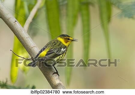 "Cape May Warbler (Setophaga tigrina), adult male, perched on branch, South Padre Island, Texas, United States, North America" View Large Photo Image Stock Image - "Cape May Warbler (Setophaga tigrina), adult male, perched on branch, South Padre Island, Texas, United States, North America". Fotosearch