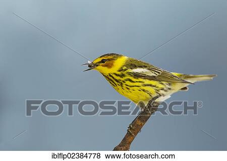 "Cape May Warbler (Setophaga tigrina), adult male, with insect in beak, South Padre Island, Texas, United States, North America" View Large Photo Image Stock Photo - "Cape May Warbler (Setophaga tigrina), adult male, with insect in beak, South Padre Island, Texas, United States, North America". Fotosearch