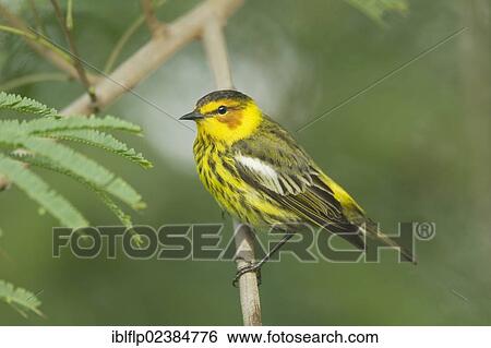 "Cape May Warbler (Setophaga tigrina), adult male, perched on twig, South Padre Island, Texas, United States, North America" View Large Photo Image Stock Photograph - "Cape May Warbler (Setophaga tigrina), adult male, perched on twig, South Padre Island, Texas, United States, North America". Fotosearch