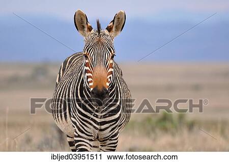 "Cape Mountain Zebra (Equus zebra zebra), feeding, Mountain Zebra National Park, Eastern Cape, South Africa, Africa" View Large Photo Image Stock Image - "Cape Mountain Zebra (Equus zebra zebra), feeding, Mountain Zebra National Park, Eastern Cape, South Africa, Africa". Fotosearch