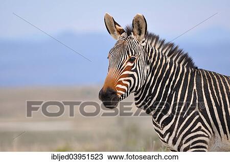 "Cape Mountain Zebra (Equus zebra zebra), Mountain Zebra National Park, Eastern Cape, South Africa, Africa" View Large Photo Image Stock Image - "Cape Mountain Zebra (Equus zebra zebra), Mountain Zebra National Park, Eastern Cape, South Africa, Africa". Fotosearch