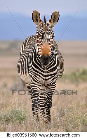Stock Image - "Cape Mountain Zebra (Equus zebra zebra), feeding, Mountain Zebra National Park, Eastern Cape, South Africa, Africa". Fotosearch