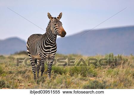 "Cape Mountain Zebra (Equus zebra zebra), adult male, Mountain Zebra National Park, Eastern Cape, South Africa, Africa" View Large Photo Image Stock Photography - "Cape Mountain Zebra (Equus zebra zebra), adult male, Mountain Zebra National Park, Eastern Cape, South Africa, Africa". Fotosearch