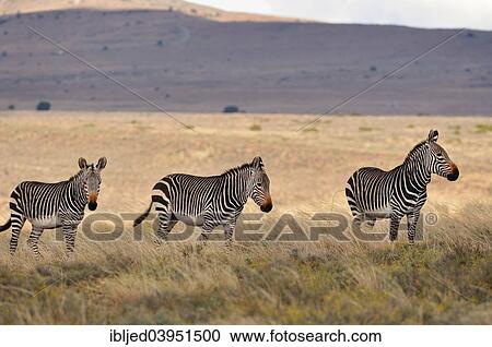 "Cape Mountain Zebras (Equus zebra zebra), herd standing in tall dry grass, Mountain Zebra National Park, Eastern Cape, South Africa, Africa" View Large Photo Image Stock Image - "Cape Mountain Zebras (Equus zebra zebra), herd standing in tall dry grass, Mountain Zebra National Park, Eastern Cape, South Africa, Africa". Fotosearch