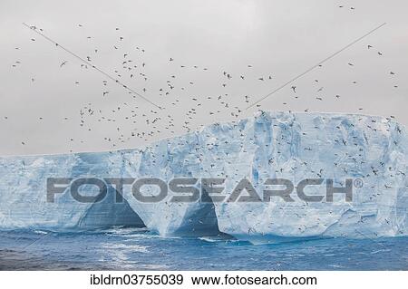 "Cape Petrel, Cape Pigeon or Pintado Petrel (Daption capense) on an iceberg in the South Atlantic Ocean, Weddell Sea, Antarctic Peninsula, Antarctica" View Large Photo Image Stock Photo - "Cape Petrel, Cape Pigeon or Pintado Petrel (Daption capense) on an iceberg in the South Atlantic Ocean, Weddell Sea, Antarctic Peninsula, Antarctica". Fotosearch