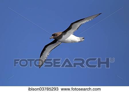 "Cape Petrel (Daption capense), adult, flying, Weddell Sea, Antarctica" View Large Photo Image Stock Image - "Cape Petrel (Daption capense), adult, flying, Weddell Sea, Antarctica". Fotosearch