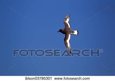 "Cape Petrel (Daption capense), adult, flying, Weddell Sea, Antarctica" View Large Photo Image Stock Image - "Cape Petrel (Daption capense), adult, flying, Weddell Sea, Antarctica". Fotosearch