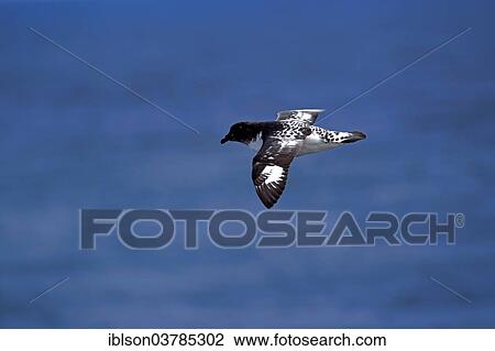 "Cape Petrel (Daption capense), adult, flying, Weddell Sea, Antarctica" View Large Photo Image Stock Image - "Cape Petrel (Daption capense), adult, flying, Weddell Sea, Antarctica". Fotosearch