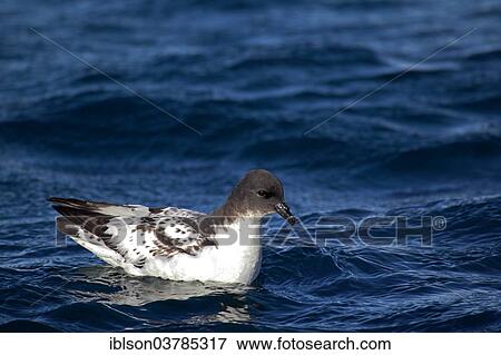 "Cape Petrel (Daption capense), adult, Weddell Sea, Antarctica" View Large Photo Image Stock Photo - "Cape Petrel (Daption capense), adult, Weddell Sea, Antarctica". Fotosearch