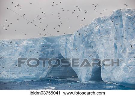 "Cape Petrels, Cape Pigeons or Pintado Petrels (Daption capense) on an iceberg in the South Atlantic Ocean, Weddell Sea, Antarctic Peninsula, Antarctica" View Large Photo Image Stock Image - "Cape Petrels, Cape Pigeons or Pintado Petrels (Daption capense) on an iceberg in the South Atlantic Ocean, Weddell Sea, Antarctic Peninsula, Antarctica". Fotosearch