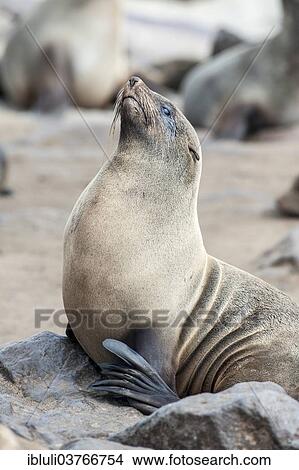 Picture - "Cape Seal (Arctocephalus pusillus), Cape Cross, Erongo Region, Namibia, Africa". Fotosearch