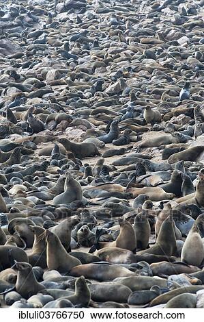 "Cape Seal (Arctocephalus pusillus) colony at Cape Cross, Erongo Region, Namibia, Africa" View Large Photo Image Stock Image - "Cape Seal (Arctocephalus pusillus) colony at Cape Cross, Erongo Region, Namibia, Africa". Fotosearch
