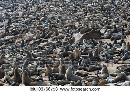 "Cape Seal (Arctocephalus pusillus) colony at Cape Cross, Erongo Region, Namibia, Africa" View Large Photo Image Stock Image - "Cape Seal (Arctocephalus pusillus) colony at Cape Cross, Erongo Region, Namibia, Africa". Fotosearch