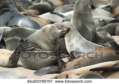 "Cape Seal (Arctocephalus pusillus) scratching its chin, Cape Cross, Erongo Region, Namibia, Africa" View Large Photo Image Stock Image - "Cape Seal (Arctocephalus pusillus) scratching its chin, Cape Cross, Erongo Region, Namibia, Africa". Fotosearch