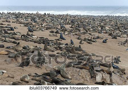 "Cape Seal (Arctocephalus pusillus) colony on the beach of Cape Cross, Erongo Region, Namibia, Africa" View Large Photo Image Stock Photo - "Cape Seal (Arctocephalus pusillus) colony on the beach of Cape Cross, Erongo Region, Namibia, Africa". Fotosearch