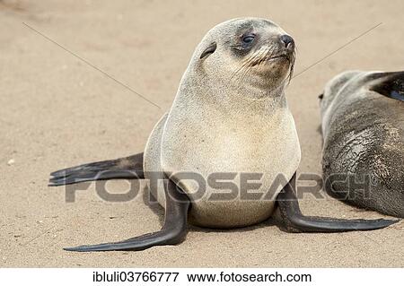 "Cape Seal (Arctocephalus pusillus), Cape Cross, Erongo Region, Namibia, Africa" View Large Photo Image Stock Photo - "Cape Seal (Arctocephalus pusillus), Cape Cross, Erongo Region, Namibia, Africa". Fotosearch