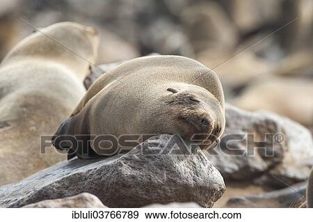Stock Photo - "Cape Seal (Arctocephalus pusillus), sleeping on a rock, Cape Cross, Erongo Region, Namibia, Africa". Fotosearch