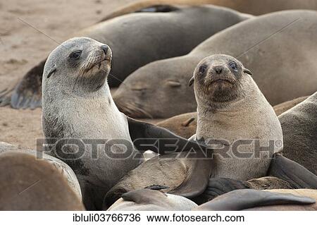 Stock Photograph - "Cape Seals (Arctocephalus pusillus) at Cape Cross, Erongo Region, Namibia, Africa". Fotosearch