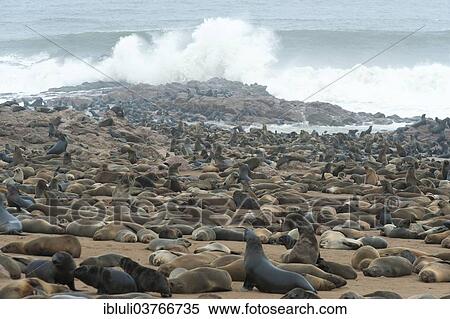 "Cape Seals (Arctocephalus pusillus) colony on the beach of Cape Cross, Erongo Region, Namibia, Africa" View Large Photo Image Stock Photography - "Cape Seals (Arctocephalus pusillus) colony on the beach of Cape Cross, Erongo Region, Namibia, Africa". Fotosearch