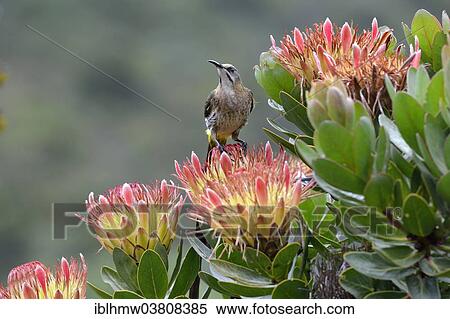 "Cape Sugarbird (Promerops cafer), male sitting on cape rose (Protea rupelliae subsp. hamiltonii), Kirstenbosch Botanical Garden, Cape Town, Western Cape, South Africa, Africa" View Large Photo Image Stock Photography - "Cape Sugarbird (Promerops cafer), male sitting on cape rose (Protea rupelliae subsp. hamiltonii), Kirstenbosch Botanical Garden, Cape Town, Western Cape, South Africa, Africa". Fotosearch