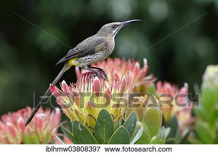 "Cape Sugarbird (Promerops cafer), female sitting on cape rose (Protea rupelliae subsp. hamiltonii), Kirstenbosch Botanical Garden, Cape Town, Western Cape, South Africa, Africa" View Large Photo Image Stock Photo - "Cape Sugarbird (Promerops cafer), female sitting on cape rose (Protea rupelliae subsp. hamiltonii), Kirstenbosch Botanical Garden, Cape Town, Western Cape, South Africa, Africa". Fotosearch