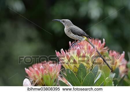 "Cape Sugarbird (Promerops cafer), female sitting on cape rose (Protea rupelliae subsp. hamiltonii), Kirstenbosch Botanical Garden, Cape Town, Western Cape, South Africa, Africa" View Large Photo Image Stock Photography - "Cape Sugarbird (Promerops cafer), female sitting on cape rose (Protea rupelliae subsp. hamiltonii), Kirstenbosch Botanical Garden, Cape Town, Western Cape, South Africa, Africa". Fotosearch