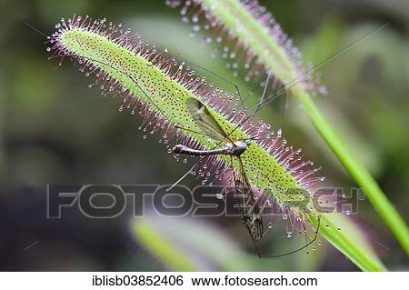 "Cape Sundew (Drosera capensis) with a trapped fly, native to South Africa" View Large Photo Image Stock Photograph - "Cape Sundew (Drosera capensis) with a trapped fly, native to South Africa". Fotosearch