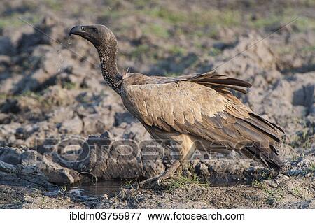 "Cape Vulture (Gyps coprotheres), Chobe National Park, North-West District, Botswana, Africa" View Large Photo Image Stock Photo - "Cape Vulture (Gyps coprotheres), Chobe National Park, North-West District, Botswana, Africa". Fotosearch