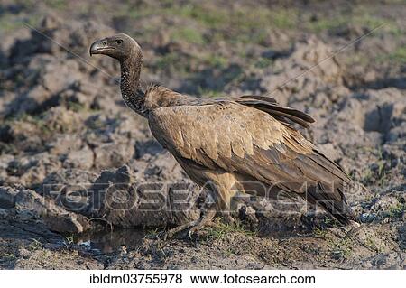 "Cape Vulture (Gyps coprotheres), Chobe National Park, North-West District, Botswana, Africa" View Large Photo Image Stock Photo - "Cape Vulture (Gyps coprotheres), Chobe National Park, North-West District, Botswana, Africa". Fotosearch