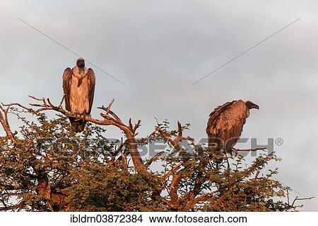 "Cape Vulture (Gyps coprotheres), endangered species, Kgalagadi Transfrontier Park, North Cape, South Africa, Africa" View Large Photo Image Picture - "Cape Vulture (Gyps coprotheres), endangered species, Kgalagadi Transfrontier Park, North Cape, South Africa, Africa". Fotosearch