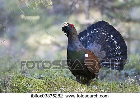 "Capercaillie or Wood Grouse (Tetrao urogallus), courting male, Tiroler Oberland, Tyrol, Austria, Europe" View Large Photo Image Stock Image - "Capercaillie or Wood Grouse (Tetrao urogallus), courting male, Tiroler Oberland, Tyrol, Austria, Europe". Fotosearch