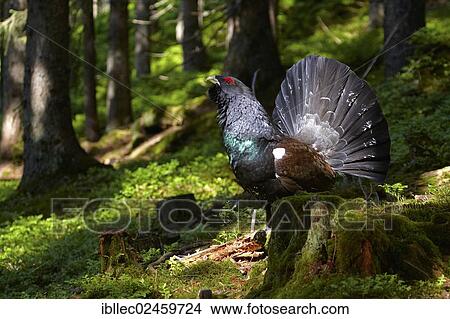 "Capercaillie (Tetrao urogallus) cock, Tyrol, Austria, Europe" View Large Photo Image Picture - "Capercaillie (Tetrao urogallus) cock, Tyrol, Austria, Europe". Fotosearch