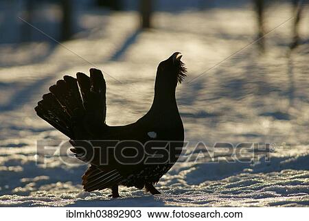 Stock Image - "Capercaillie (Tetrao urogallus), displaying in the snow, Finland, Europe". Fotosearch