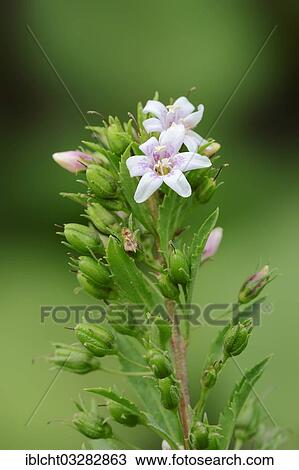 "Capraria, Goatweed (Capraria biflora), flowers, Sanibel Island, Florida, United States, North America" View Large Photo Image Stock Image - "Capraria, Goatweed (Capraria biflora), flowers, Sanibel Island, Florida, United States, North America". Fotosearch