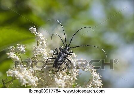 Picture - "Capricorn Beetle (Cerambyx scopolii) on Black Elder (Sambucus nigra), Hesse, Germany, Europe". Fotosearch