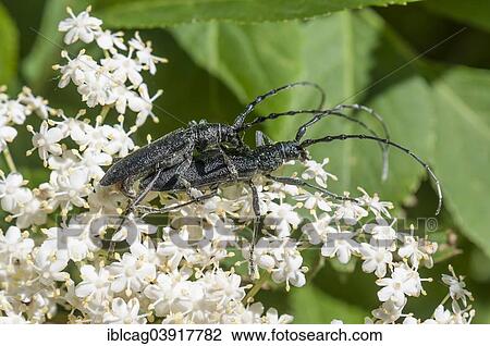 Stock Image - "Capricorn Beetles (Cerambyx scopolii), mating, on Black Elder (Sambucus nigra), Hesse, Germany, Europe". Fotosearch